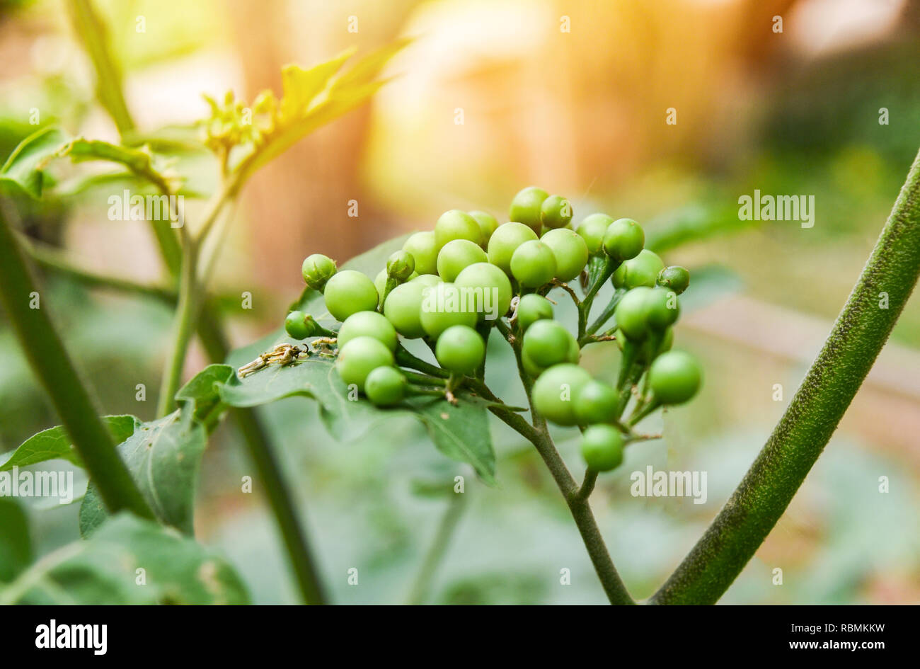 Wild eggplant hires stock photography and images Alamy