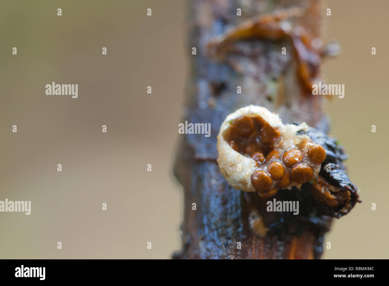 Bird's nest fungus Stock Photo Alamy