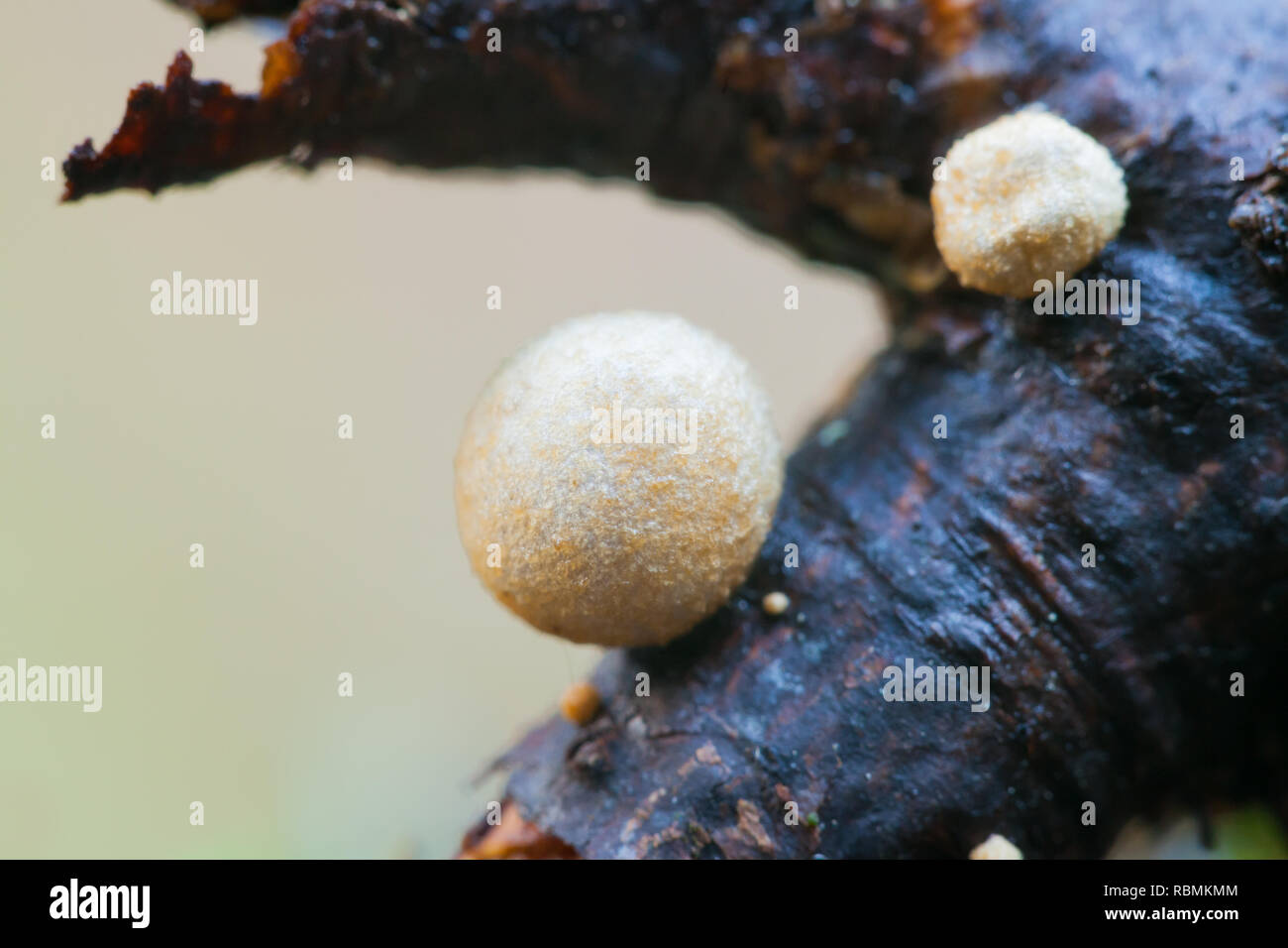 Bird's nest fungus Stock Photo Alamy