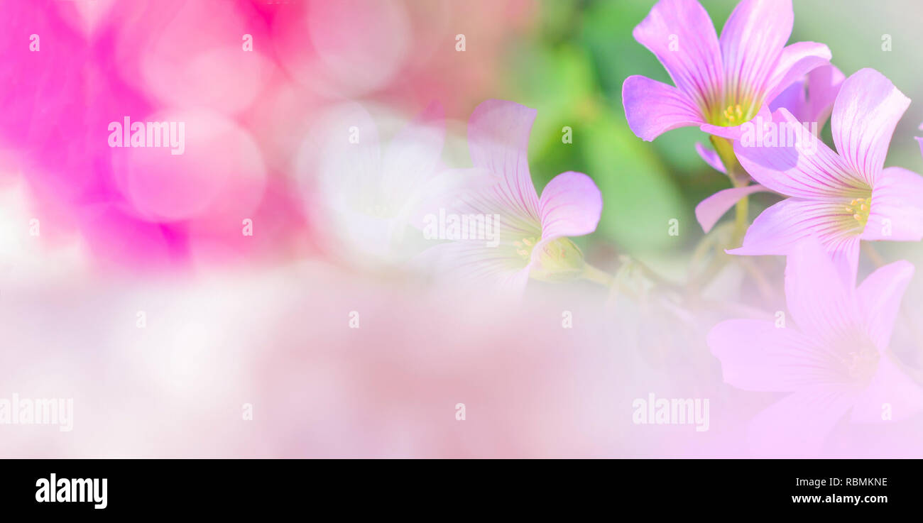 Nature pink background banner/ abstract pink and green blur bokeh background  summer bright day beautiful orchid pink purple flower Stock Photo - Alamy
