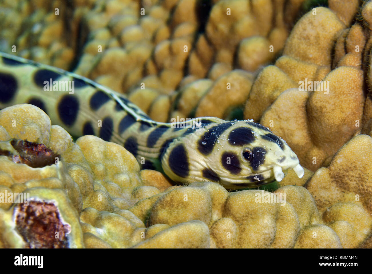 Spotted snake eel - Myrichthys maculosus Stock Photo