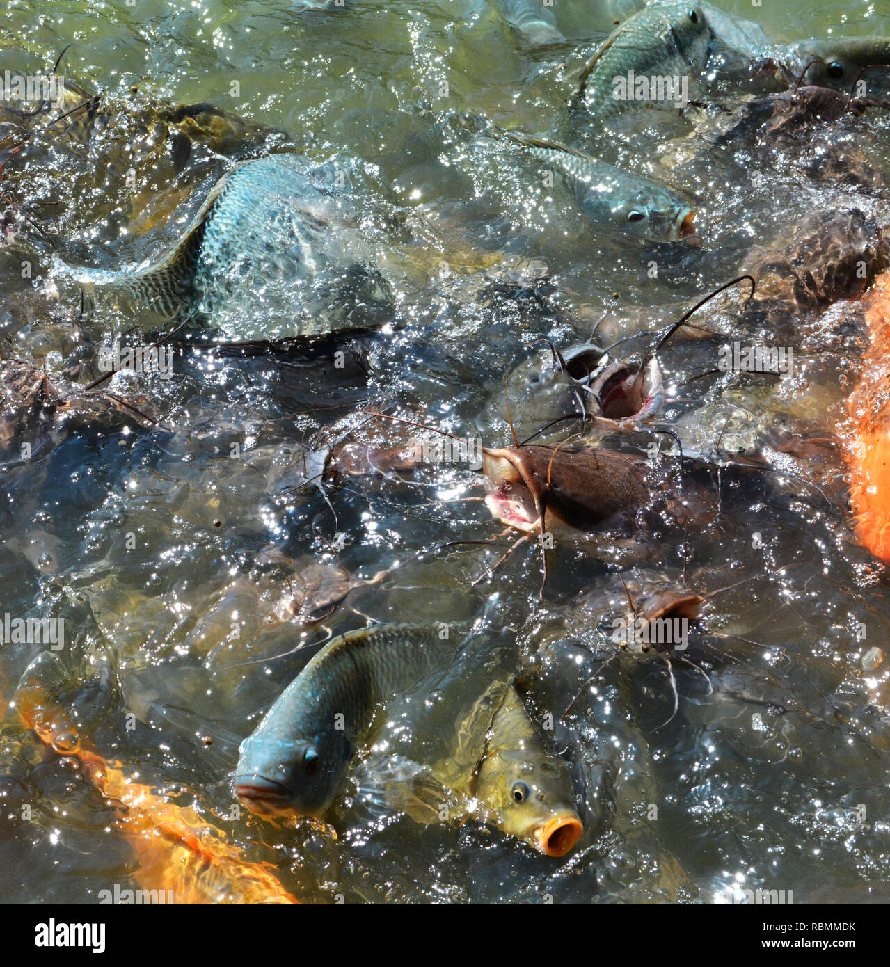 Feed fish / Many fish feed food a lot of feeding Catfish , Tilapia, carp and orange common carp - freshwater fish in ponds Stock Photo