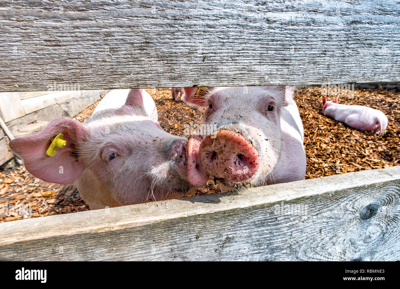 Cute rural animal hi res stock photography and images Alamy Cute rural animal hi res stock photography and images Alamy