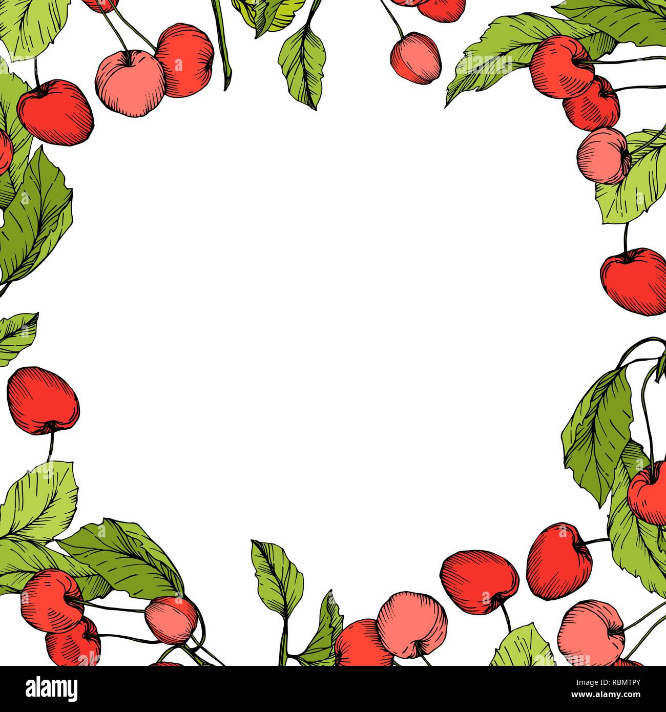 Vector Cherry fruits on white background. Green leaf. Red and green