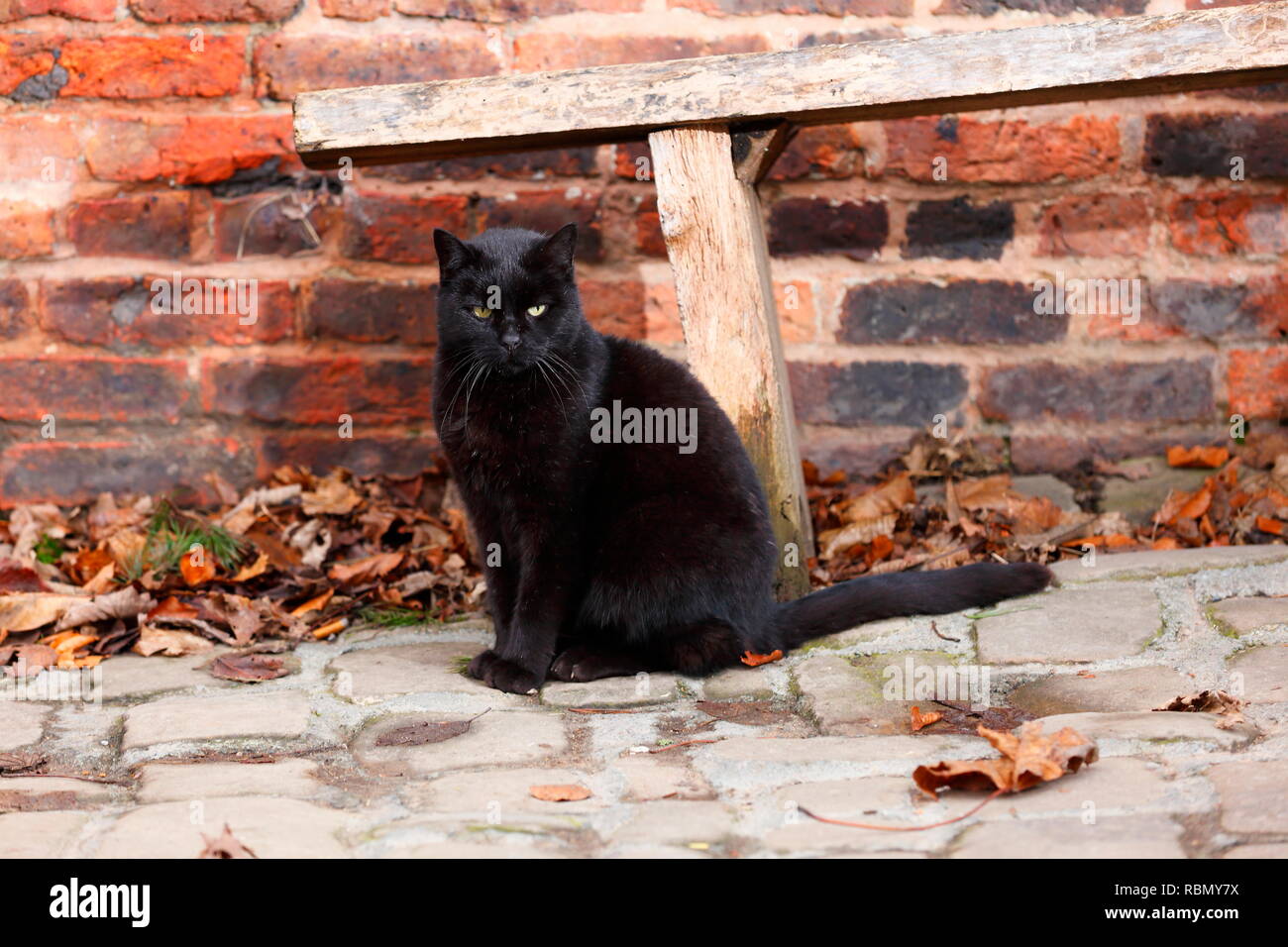 A Black Cat sitting in a farm in Leeds. Stock Photo