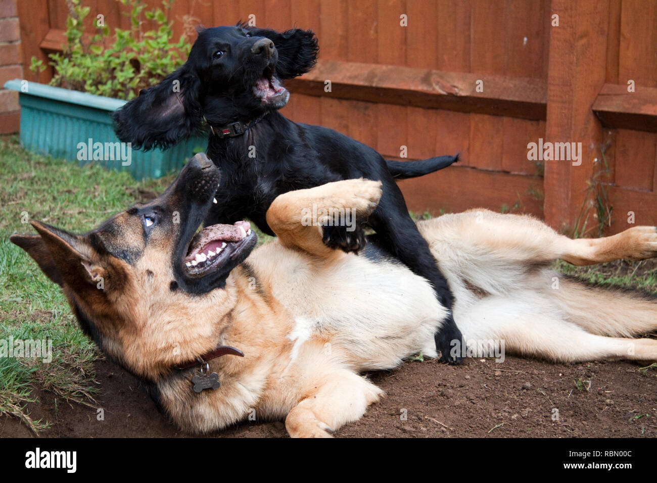 German Shepherd and Cocker Spaniel Playing Stock Photo - Alamy