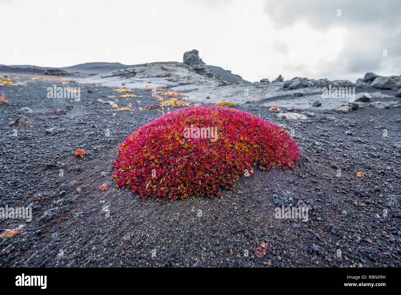 lonely bright red bush of arctic willow between lava ground in Iceland highlands Stock Photo