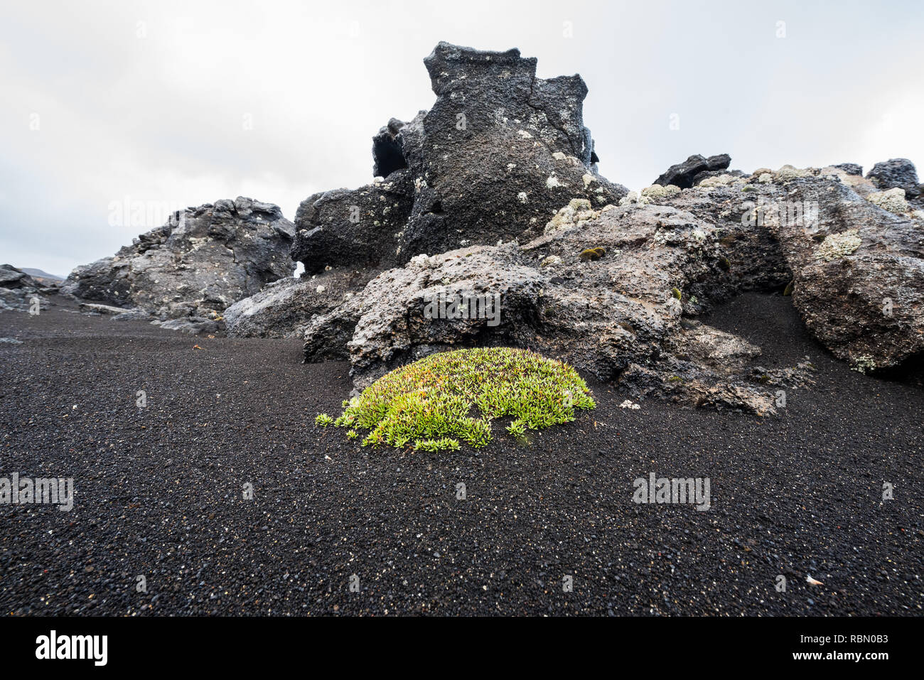 lonely bright green bush of arctic willow between lava ground in Iceland highlands Stock Photo