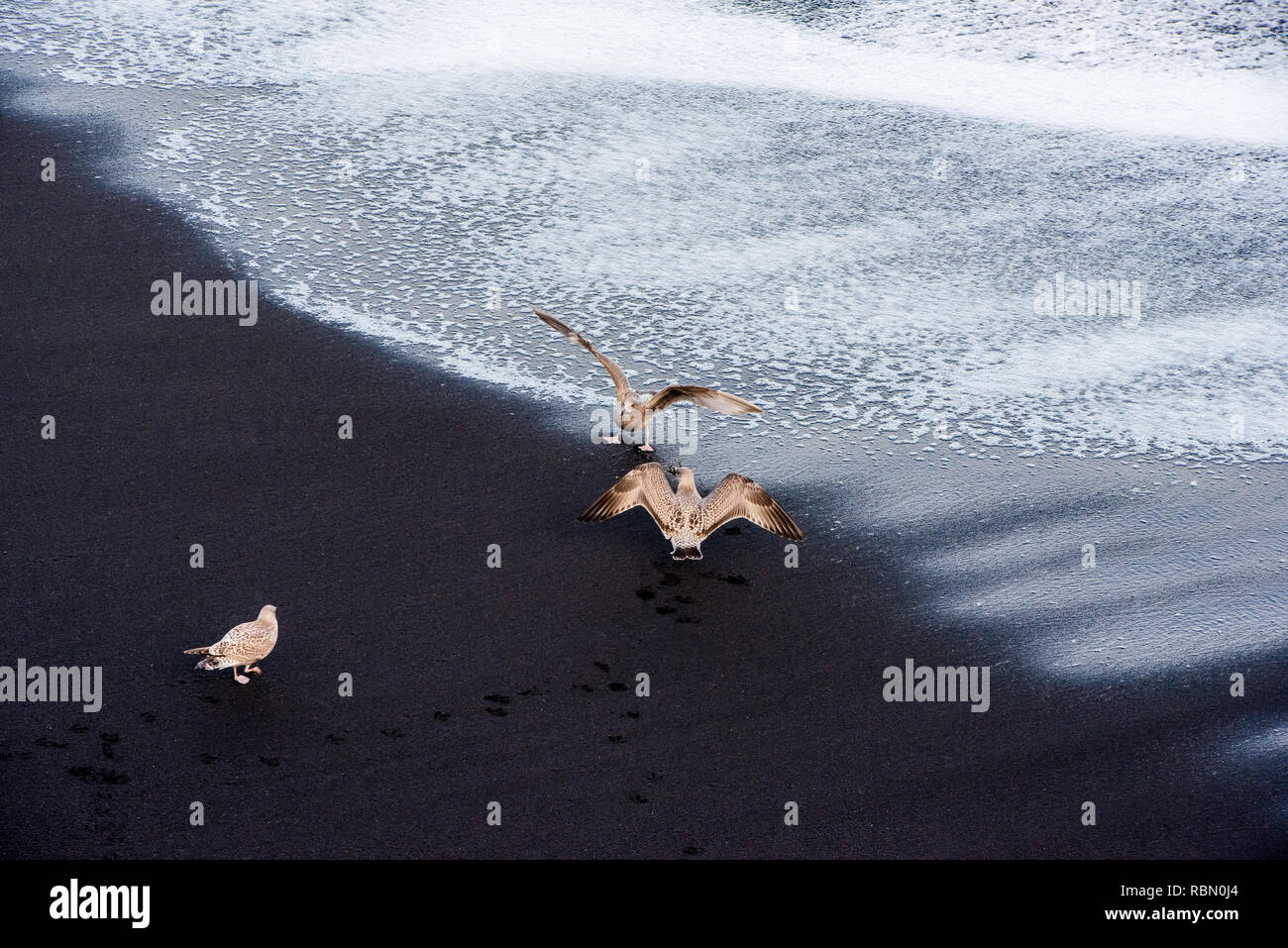 three seagulls on black lava beach with ocean surge Stock Photo