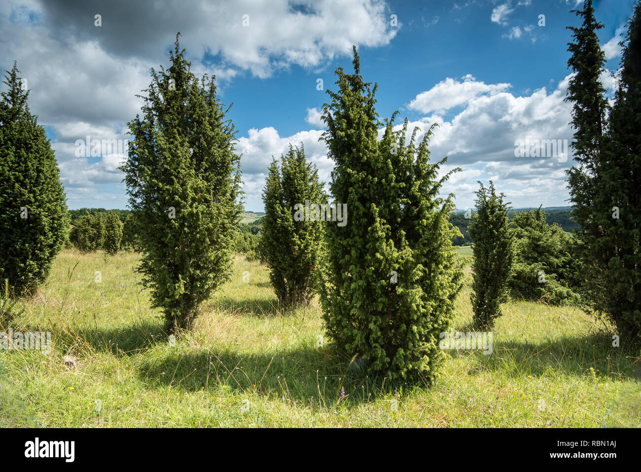 juniper bushes onn a meadow Stock Photo