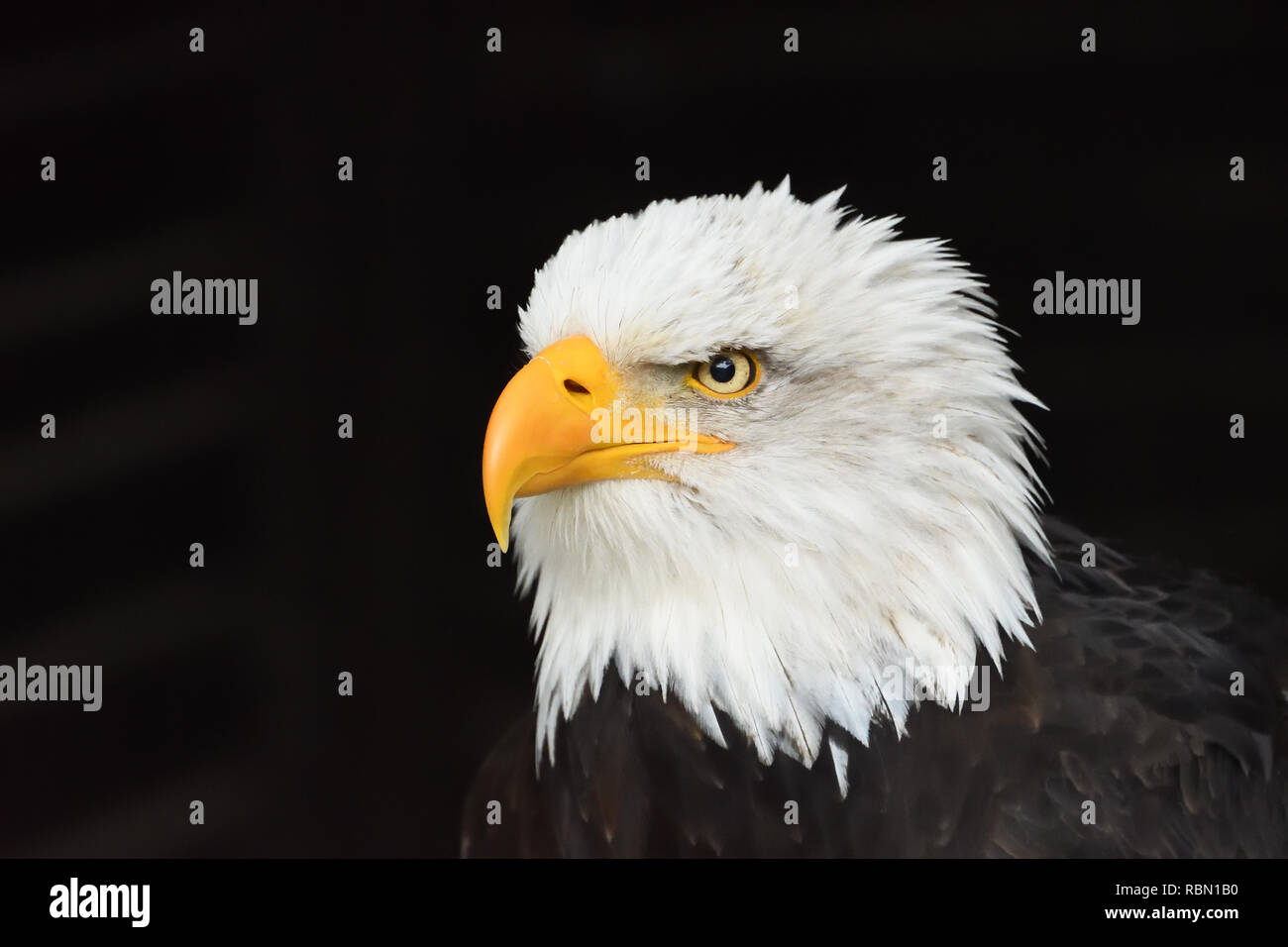 Bald head black and white hi-res stock photography and images - Alamy