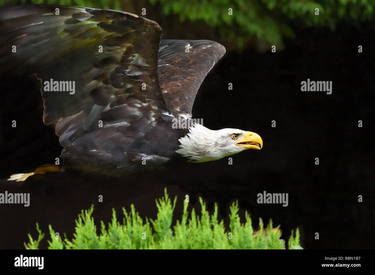 threatful looking flying bald eagle on black background Stock Photo