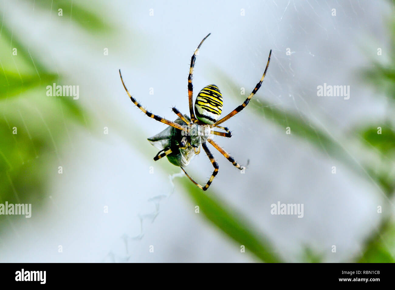 big wasp spider in its web waiting for food Stock Photo