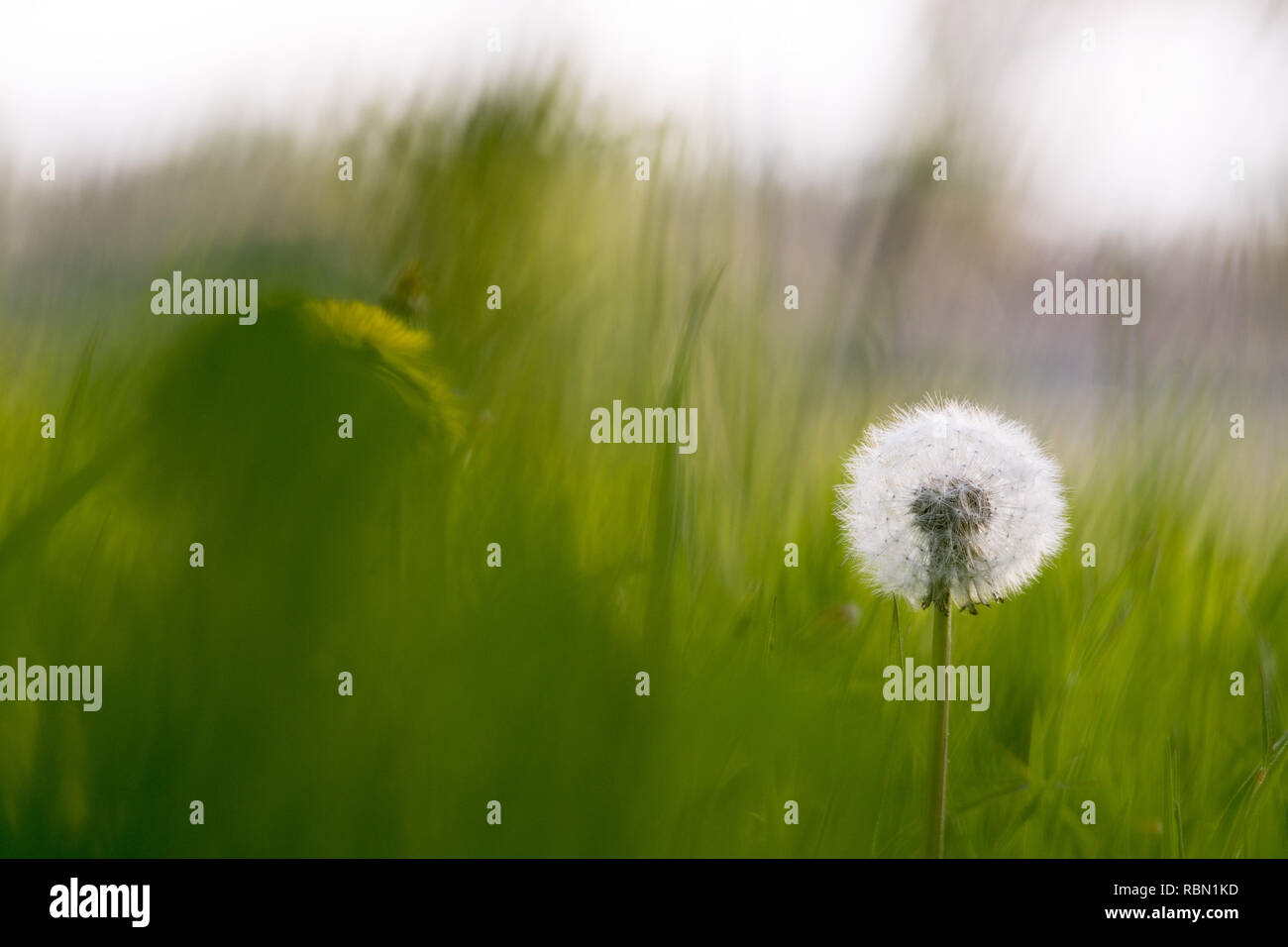 single dandelion blowball in blurred grass Stock Photo