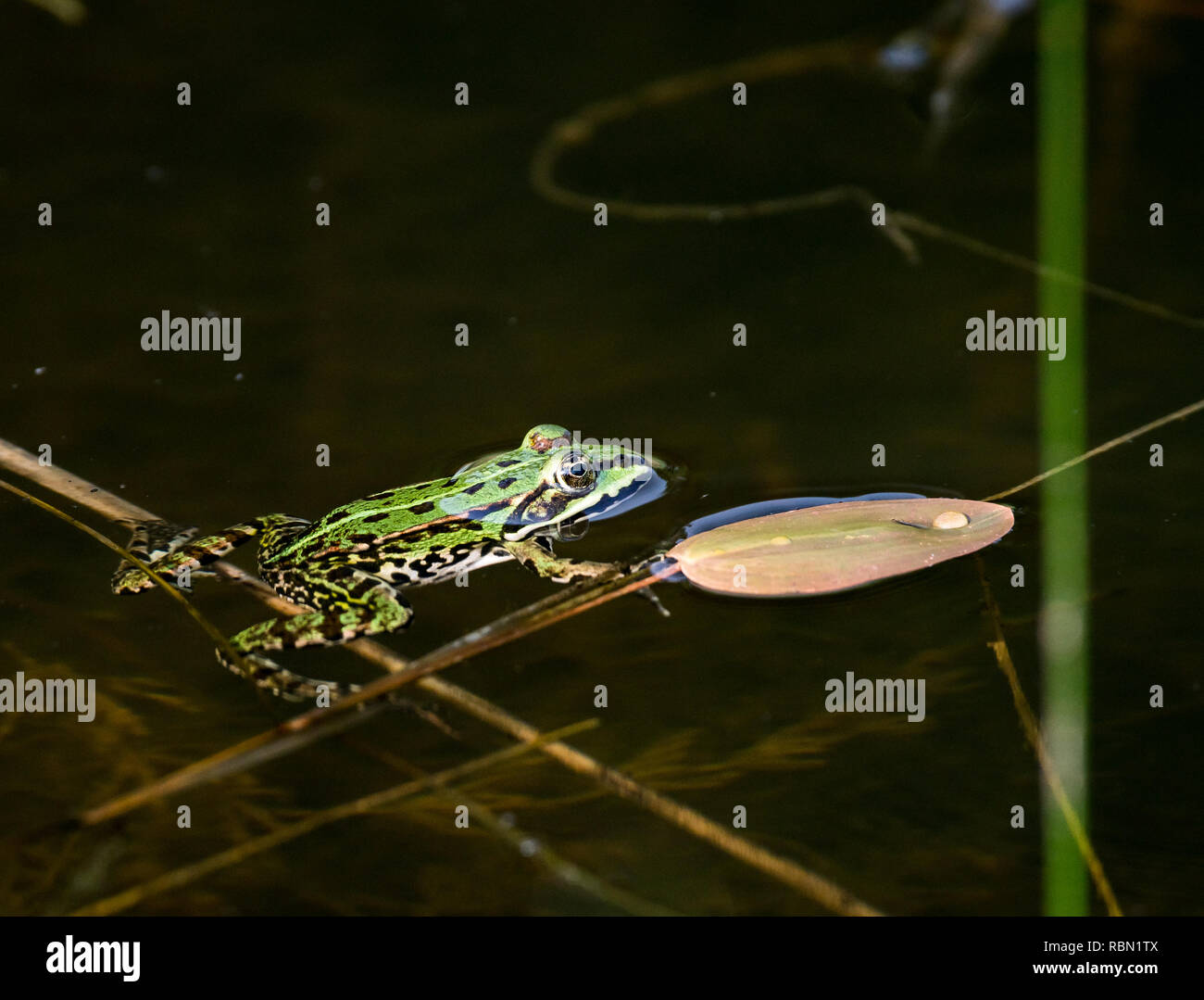 greenback frog swimming in water Stock Photo - Alamy