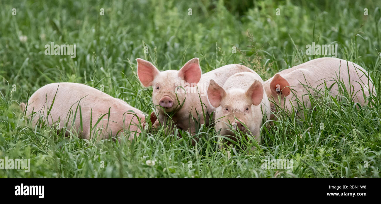 little piglets on green meadow Stock Photo