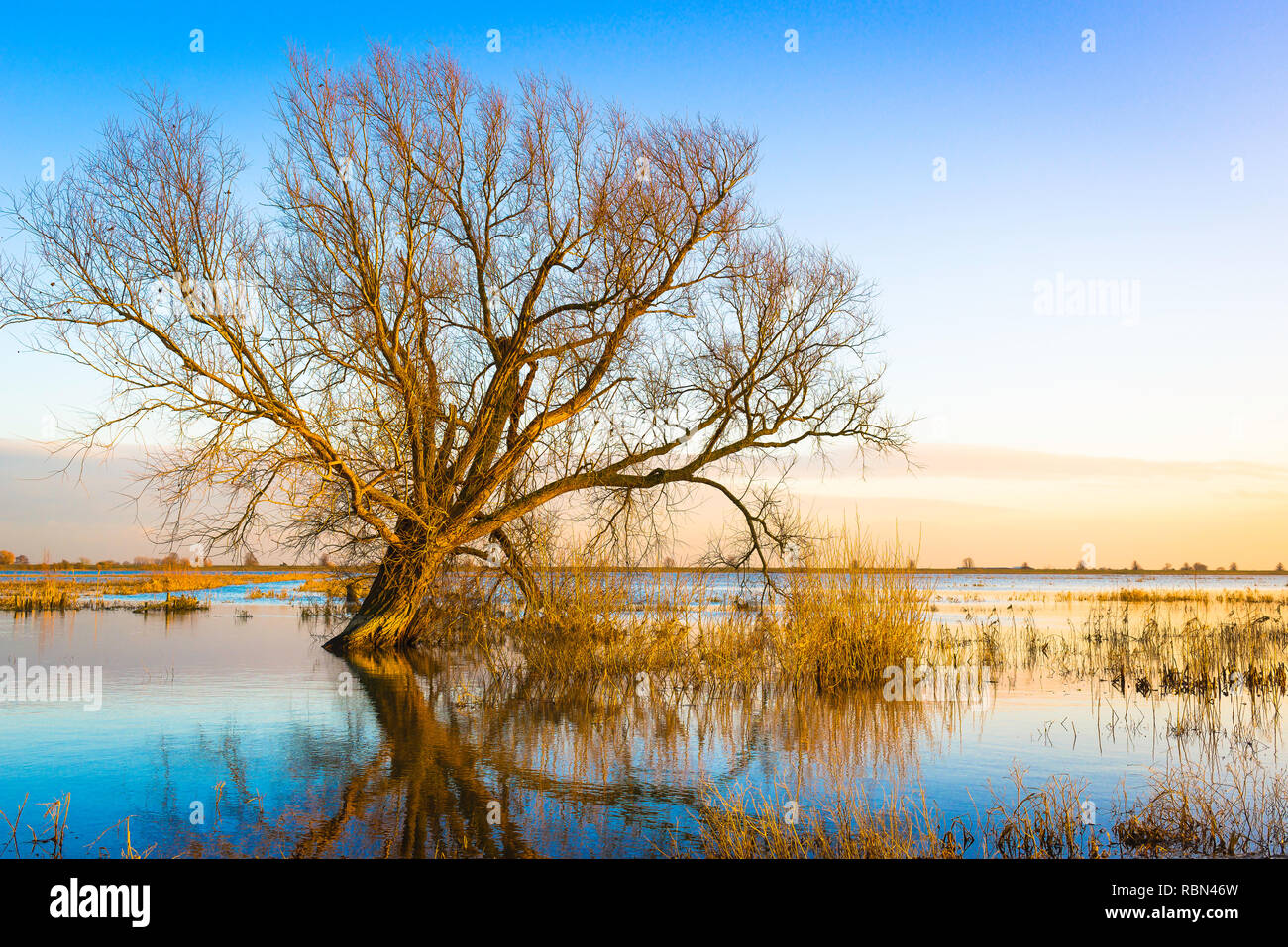 Fens UK, winter view of a partially submerged tree in a flooded Fodder Fen in Cambridgeshire, England, UK. Stock Photo