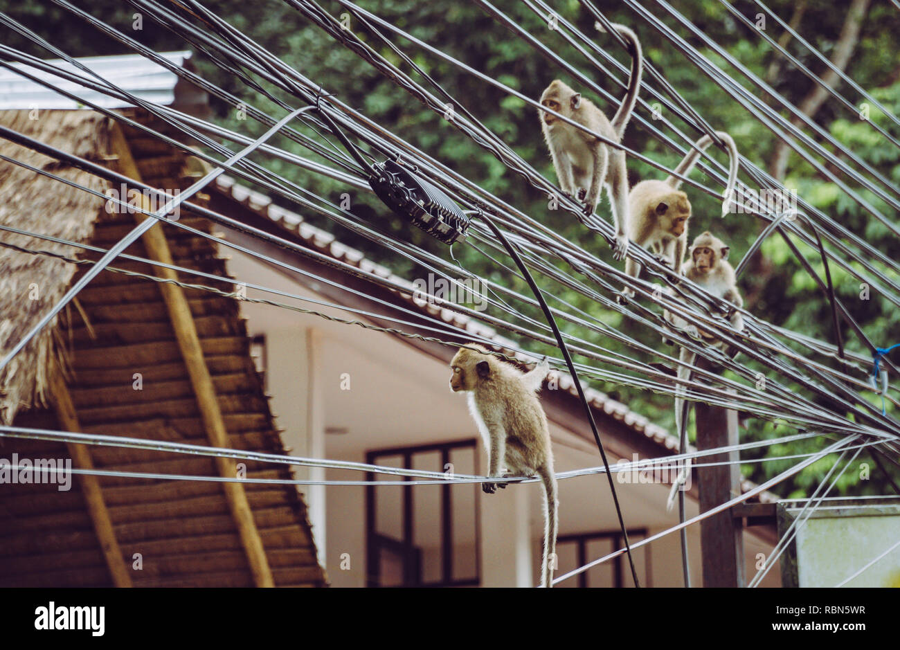Monkeys climbing on electricity wires in Thailand Stock Photo - Alamy