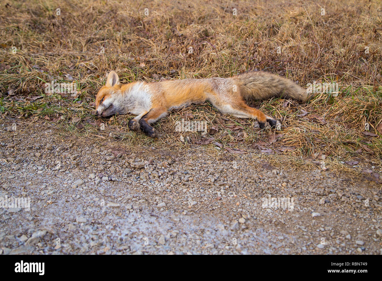 Dead red fox with rabies dead on the country road Stock Photo