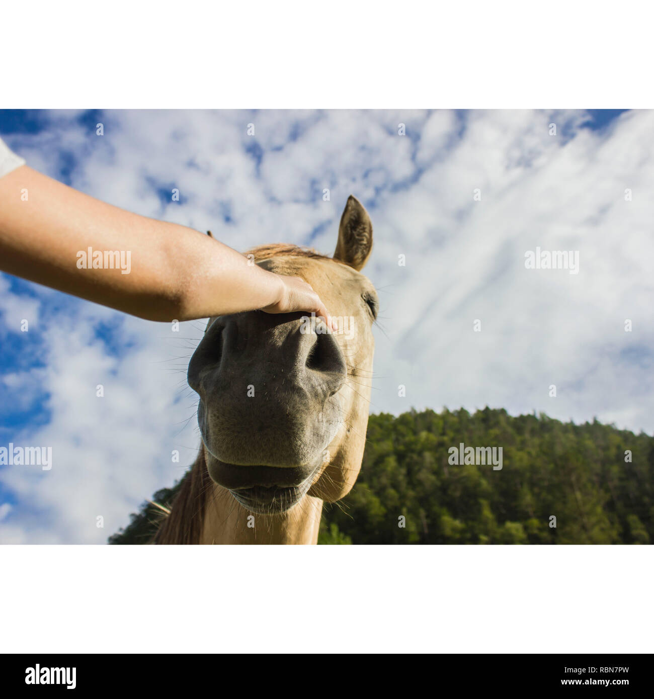a girl clapping a horse seen from bellow Stock Photo