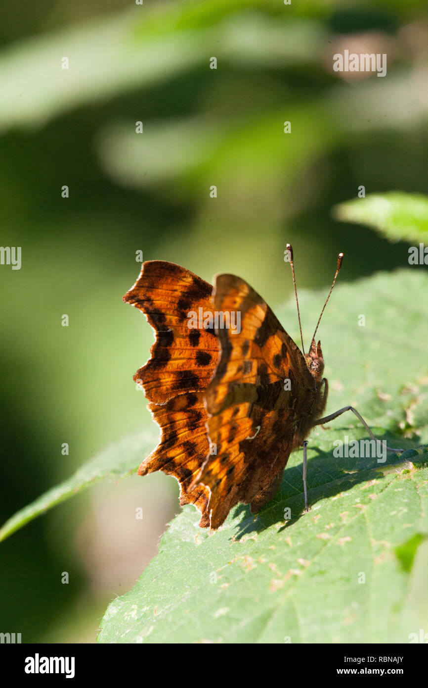 Comma butterfly ( Polygonia c-album ) on Hazel (Coryllus avellana ) in hedge which is part of UK rewilding project at Knepp Estate , which has transformed 3,500 acres from wheat farmland into a rewilded farm. Stock Photo