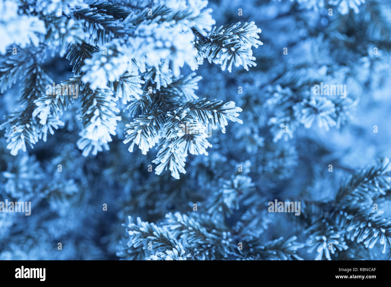 Blue Frozen branch of fir tree. Winter nature snowy outdoor background. Snow time Stock Photo Alamy