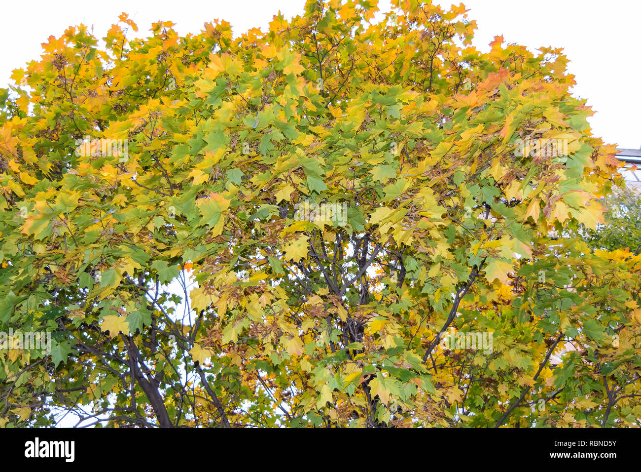 Maple Leaves, Tree Stock Photo