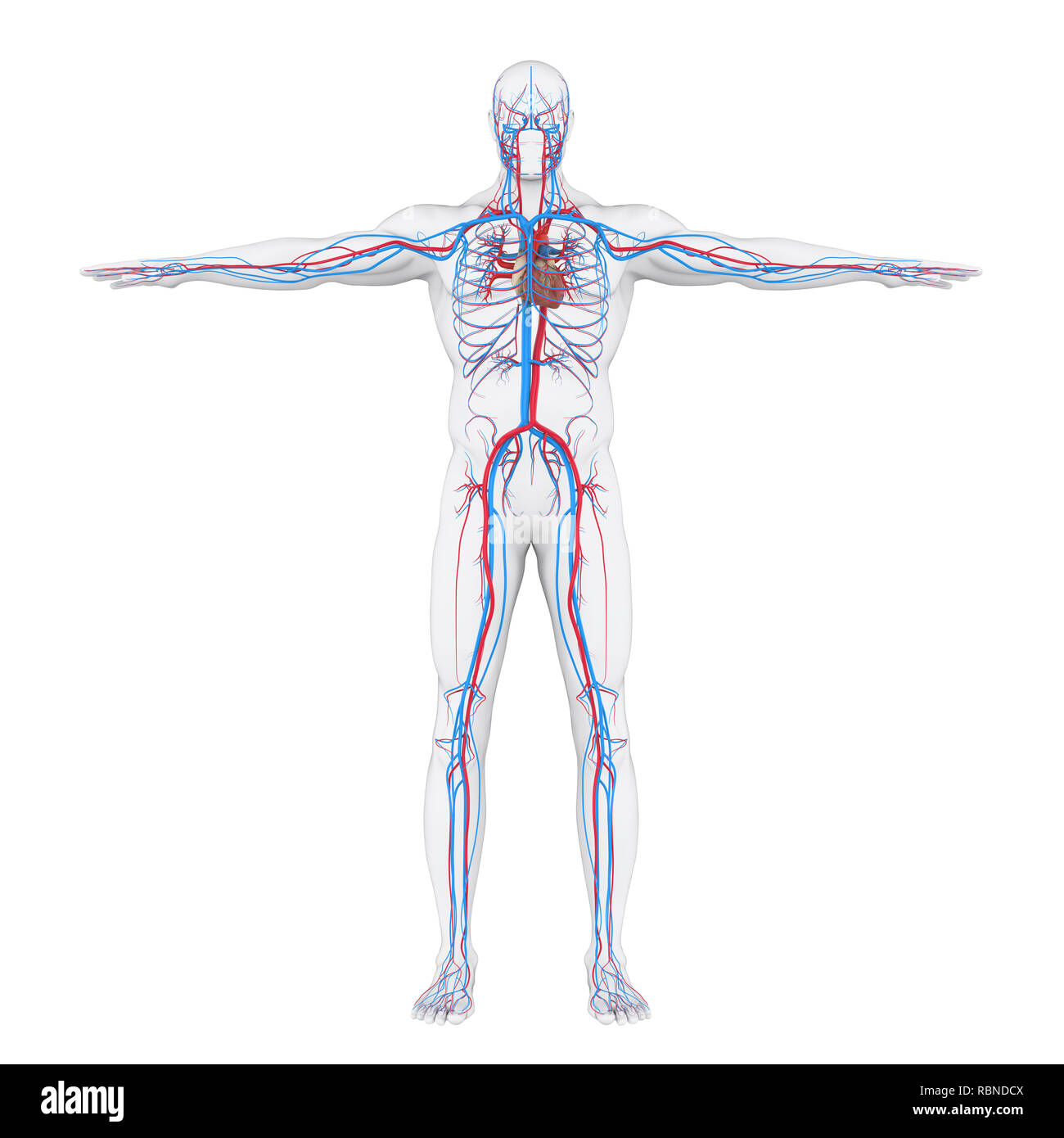 Circulatory System Organs And Functions Biology Diagrams