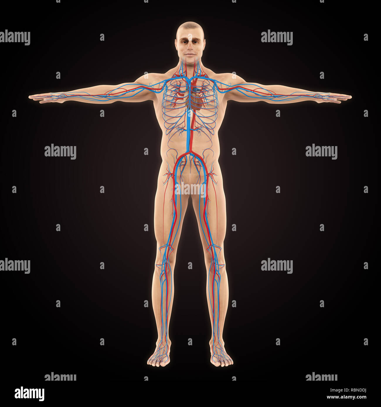 Human Circulatory System Illustration Stock Photo Alamy