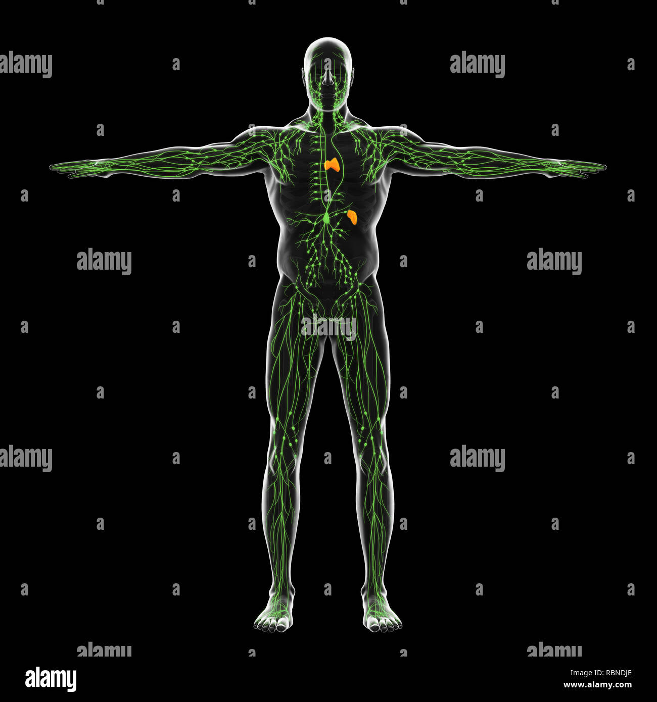 Human Lymphatic System Illustration Stock Photo