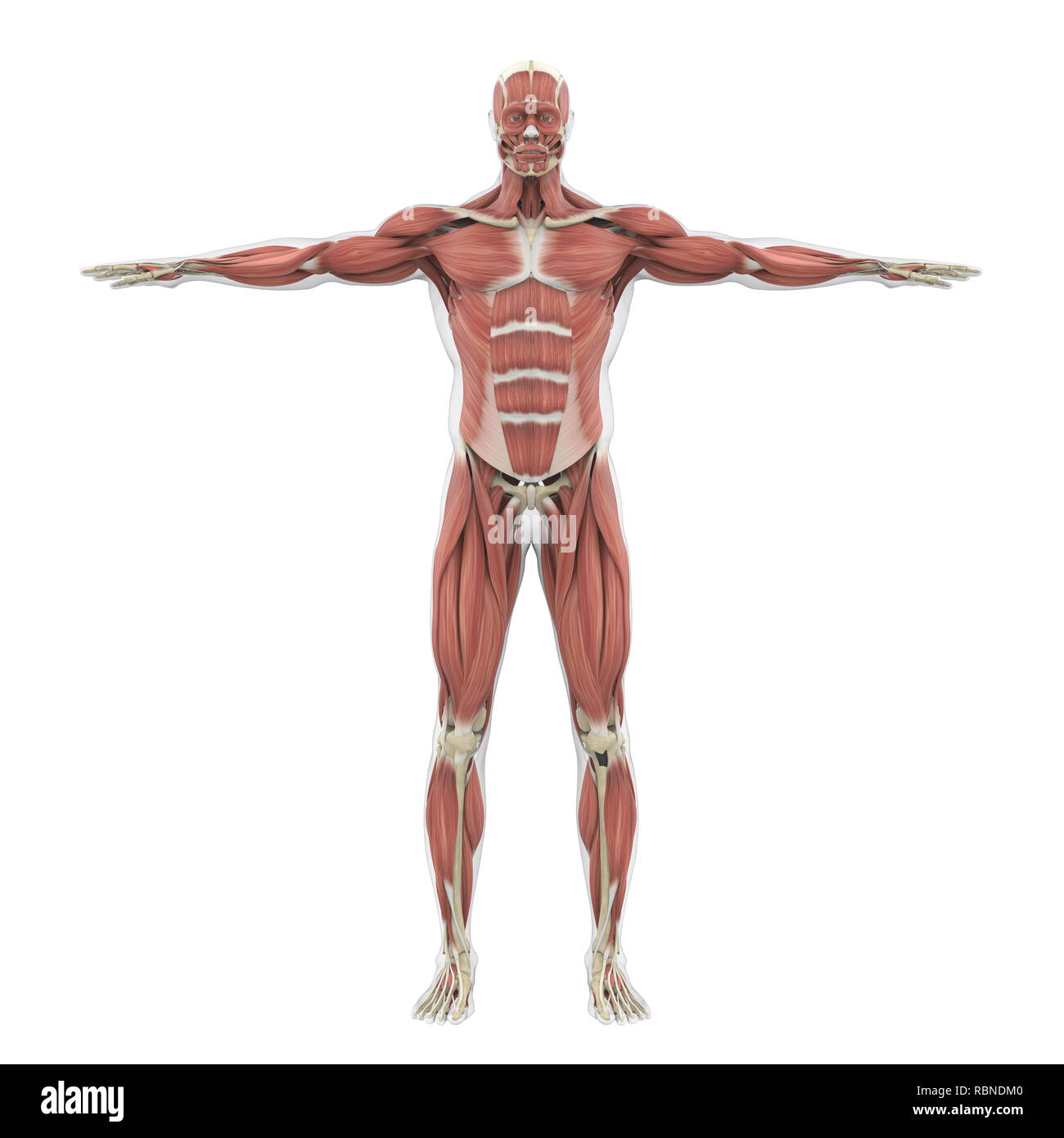 Human Muscular System Illustration Stock Photo