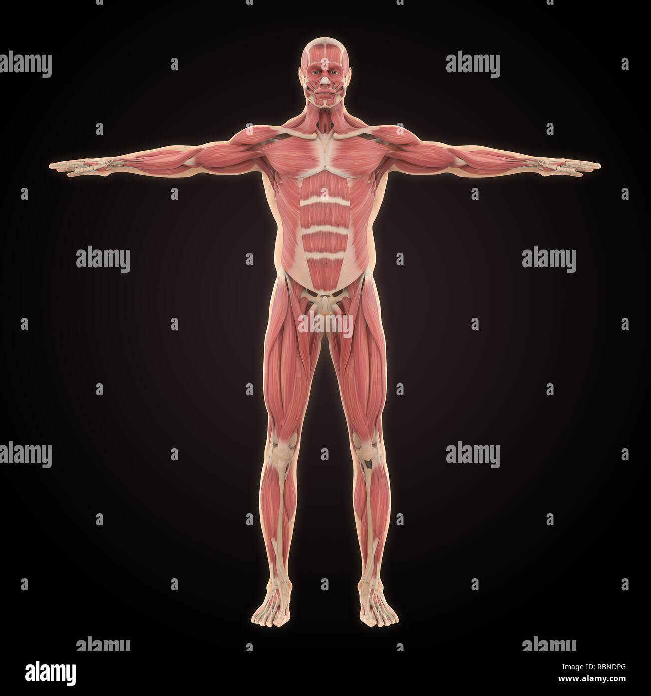 Human Muscular System Hi Res Stock Photography And Images Alamy