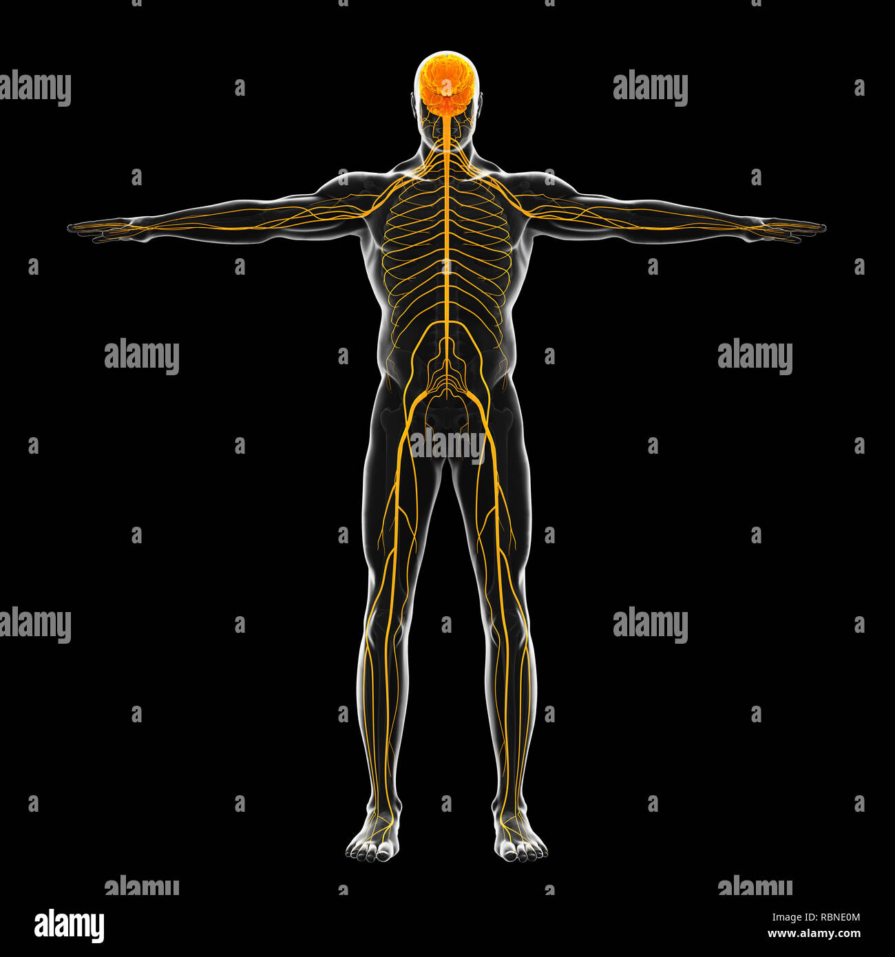 Human Nervous System Illustration Stock Photo