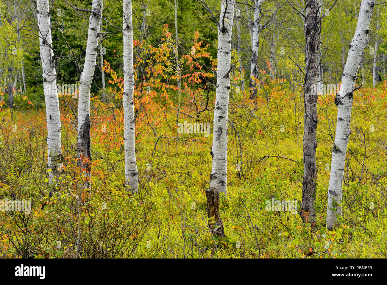 Aspen woodland, Wood Buffalo National Park, Alberta, Canada Stock Photo