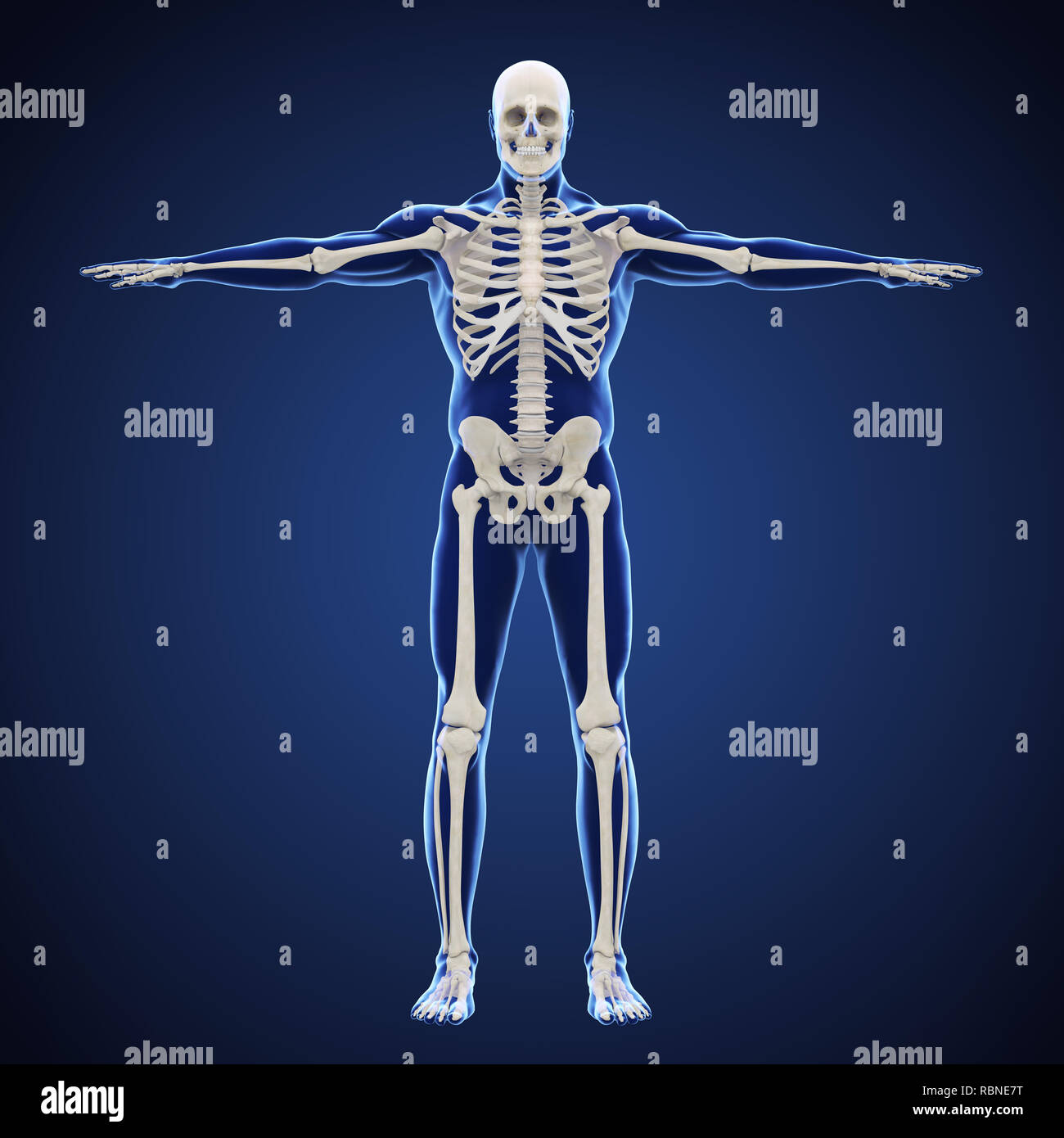 simple skeletal system diagram