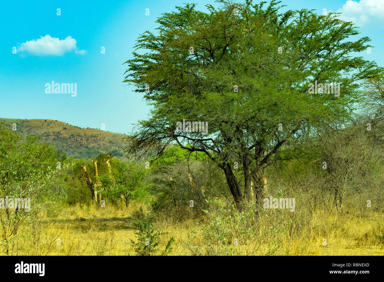 Dabchick Game Reserve, Waterberg Region. Limpopo Province, South Africa