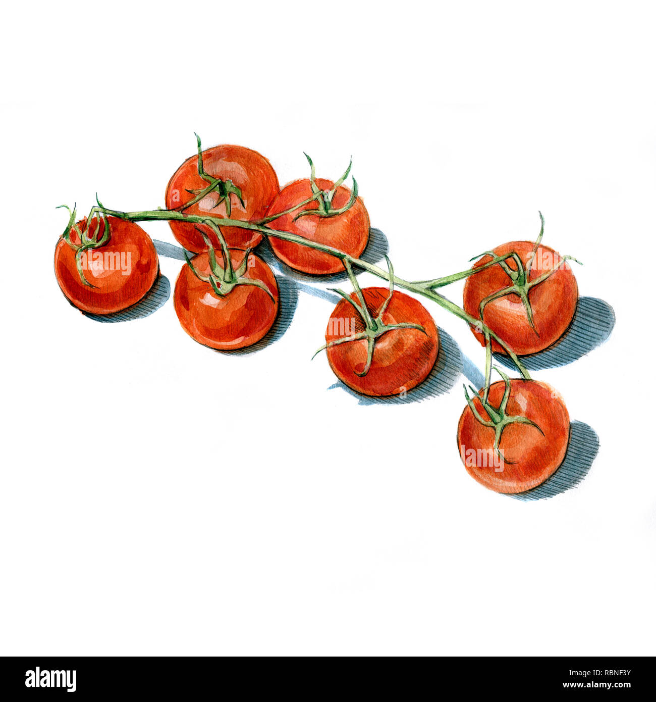 Tomatoes bunch watercolor illustration on white background Stock Photo ...