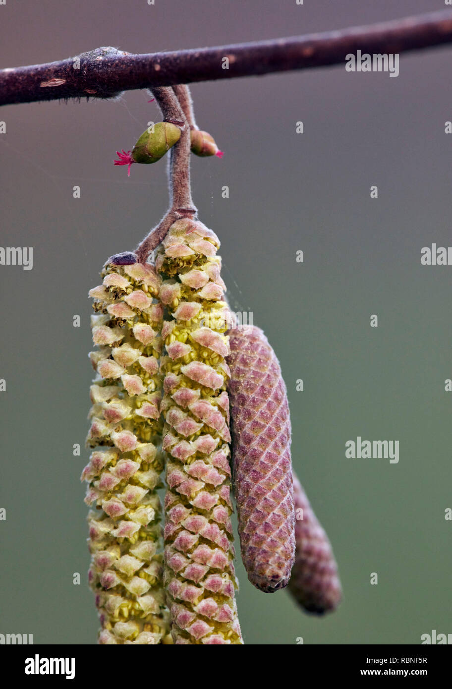 Hazel catkins (male) and flowers (female). Hurst Meadows, East Molesey, Surrey, UK. Stock Photo