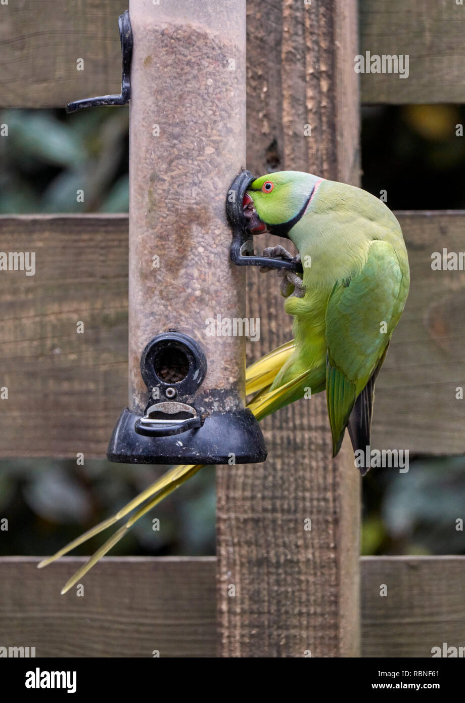 Ringnecked Parakeet on a bird feeder. West Molesey, Surrey, England