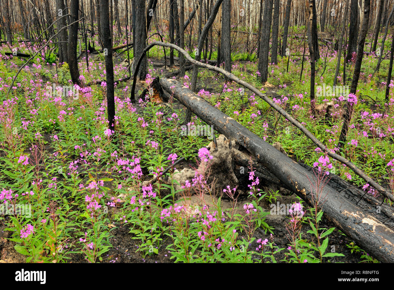 Blooming fireweed and blackened trees in a recent forest fire zone, Wood Buffalo National Park, Northwest Territories, Canada Stock Photo