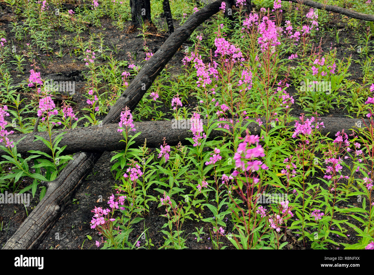 Blooming fireweed and blackened trees in a recent forest fire zone, Wood Buffalo National Park, Northwest Territories, Canada Stock Photo