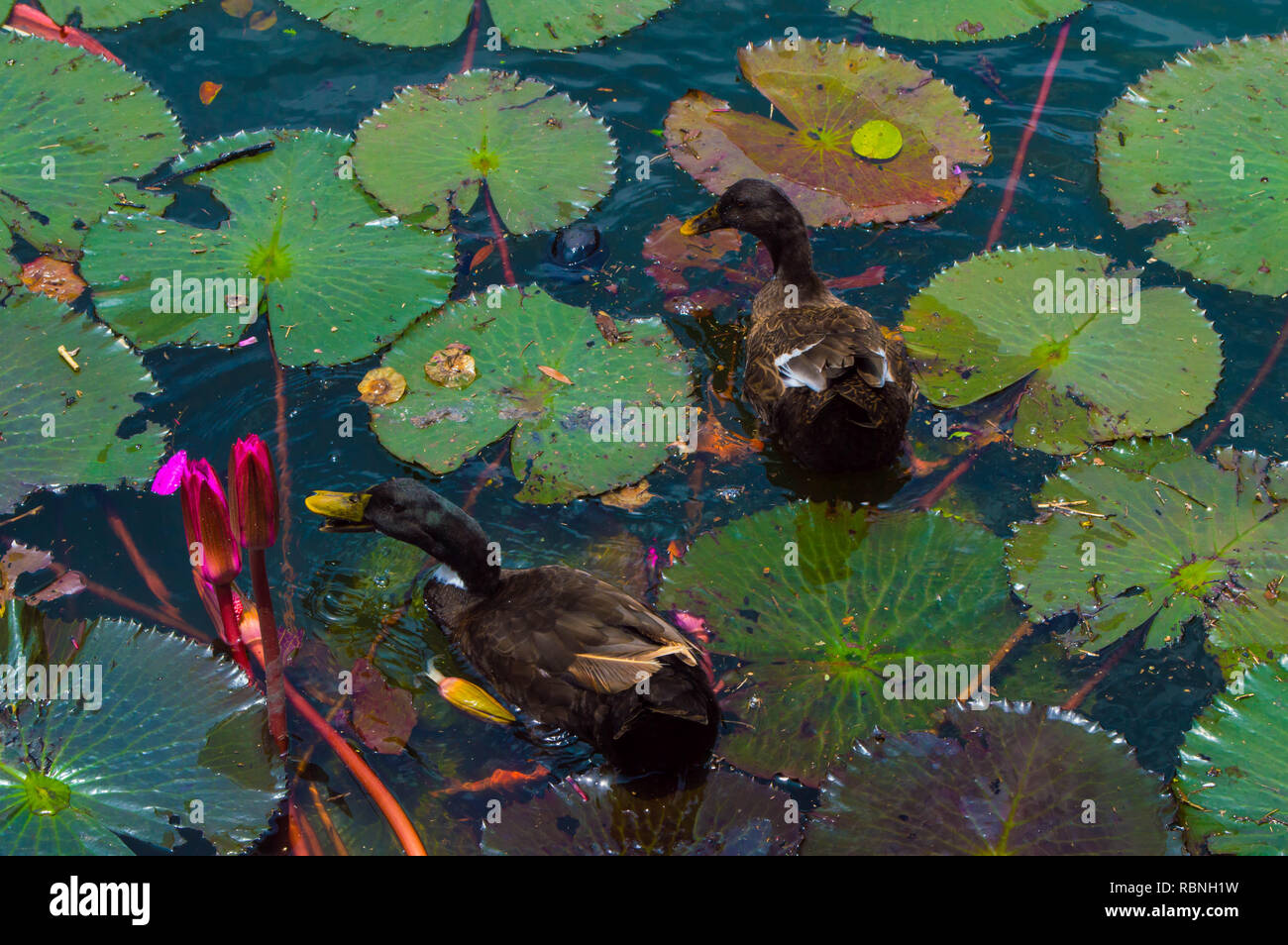 Pond plants animals hires stock photography and images Alamy