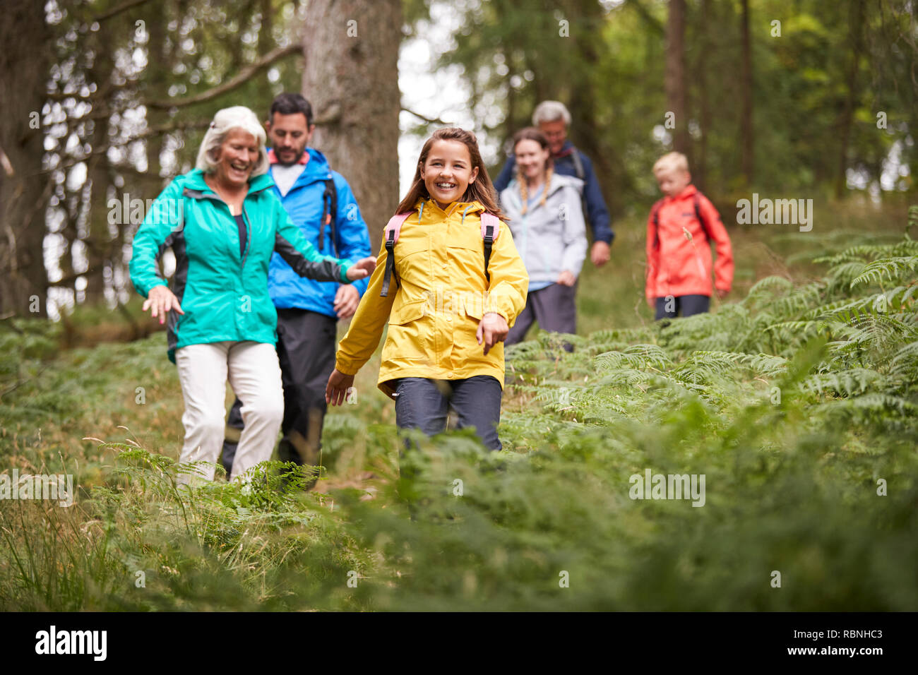 Multi generation family walking downhill on a trail in a forest during a camping holiday, Lake District, UK Stock Photo