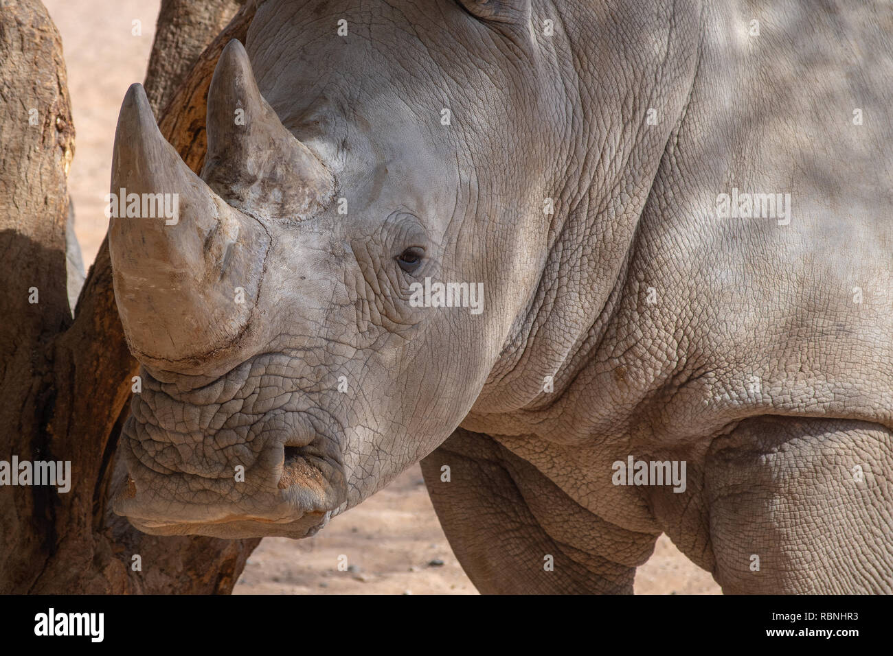 Close up of a White Rhino in the desert (simom rhinocerodidae) showing