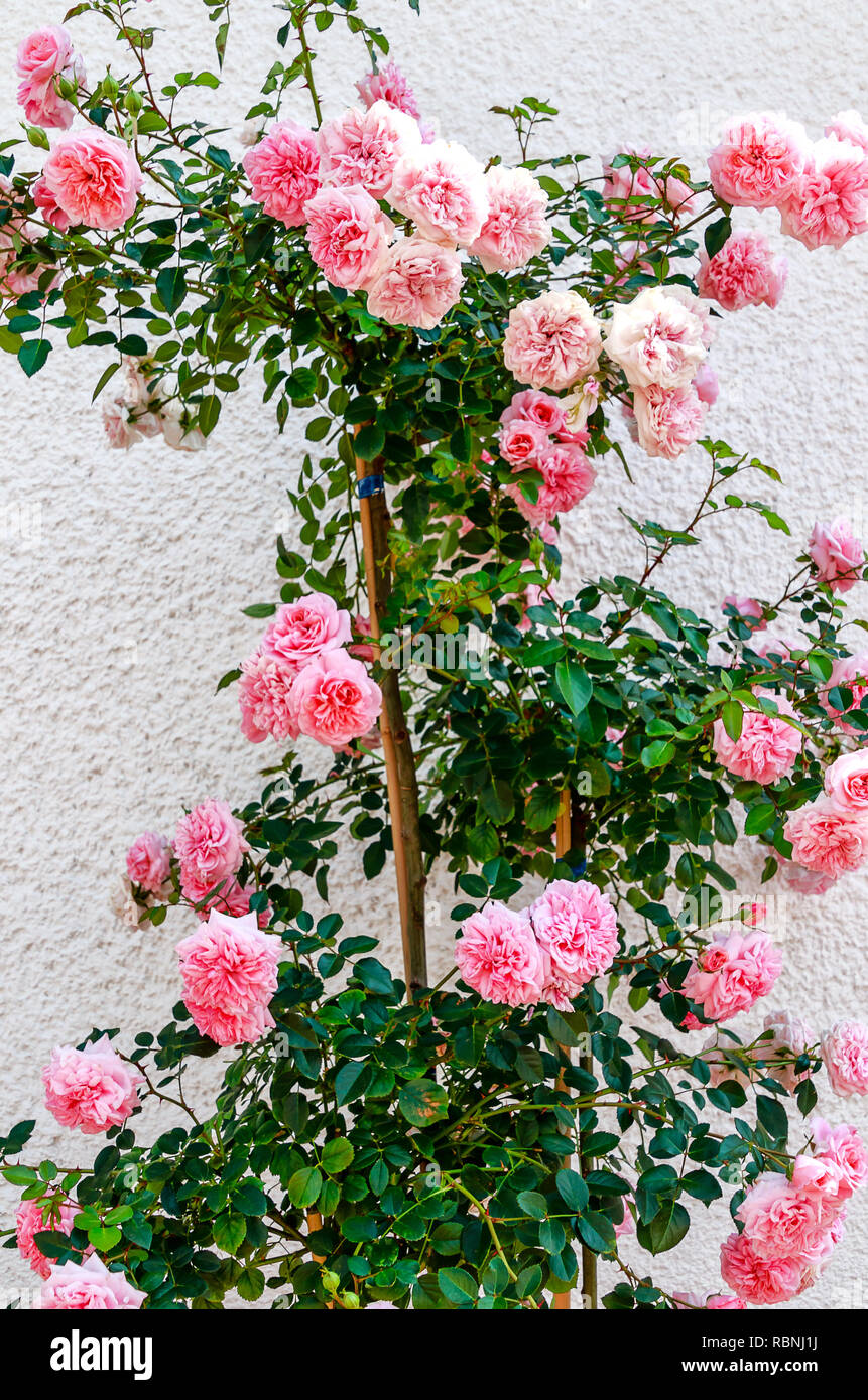 Pink flowering climbing roses at white house wall Stock Photo