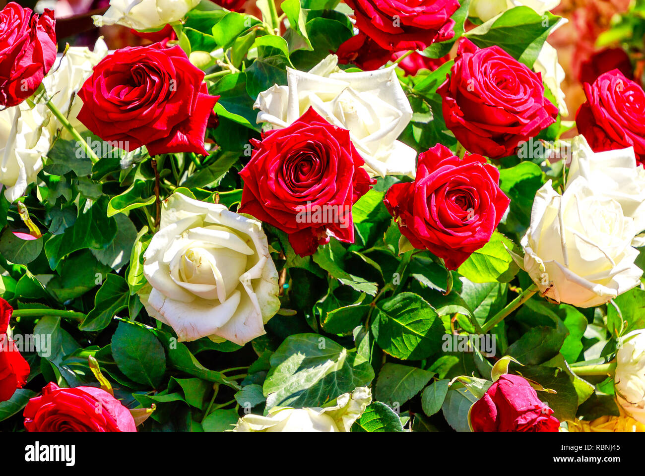 Floral background Bouquet of white and red roses Stock Photo Alamy