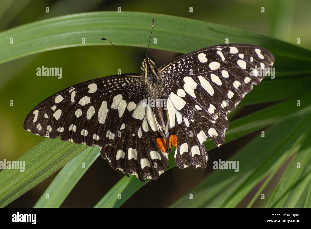 A lime/Lemon Butterfly or Lime/Chequered Swallowtail on a red flower (Papilio demoleus) in Abu Dhabi, UAE with a green plant background. Stock Photo