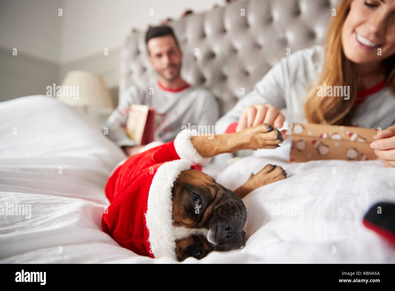 Couple In Bed At Home With Dog Dressed In Santa Costume Opening Gifts On Christmas Day Stock Photo