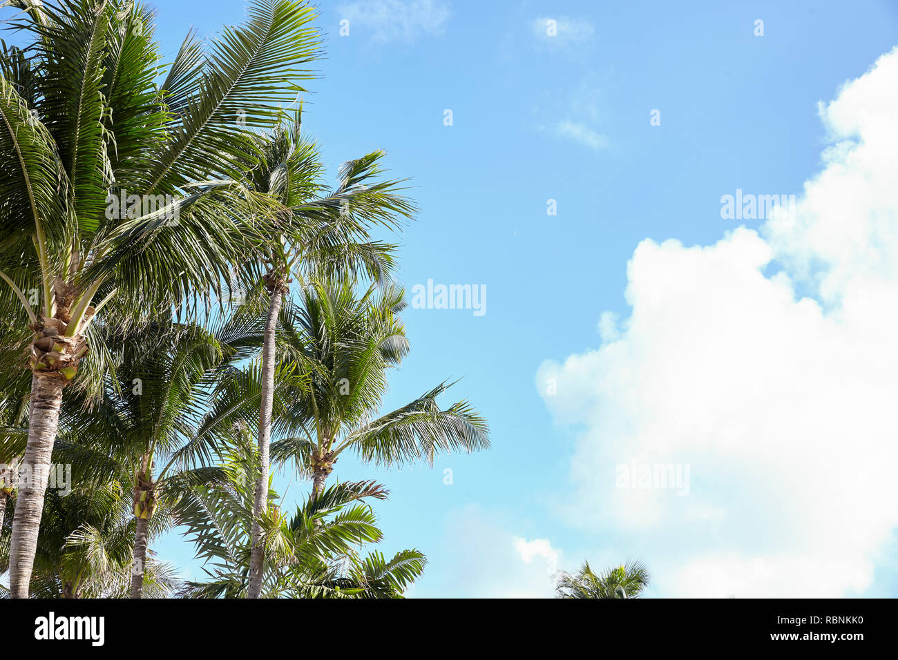Low Angle View Of Palm Trees Against Blue Sky In Spain Stock Photo