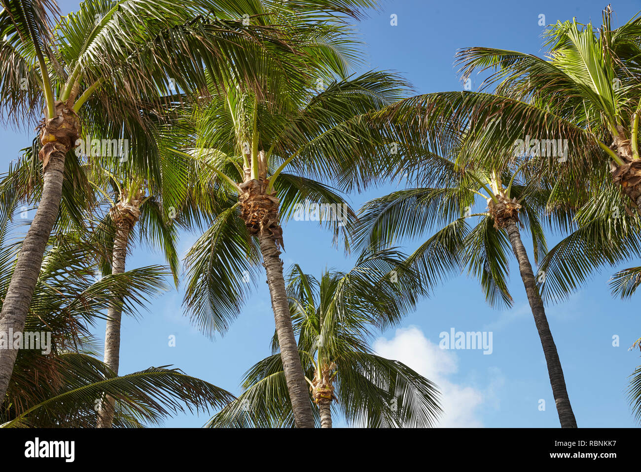 Low Angle View Of Palm Trees Against Blue Sky In Spain Stock Photo